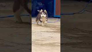 Running, jumping, zooming &ndash; this Husky puppy has no chill! 😅🐾❄️