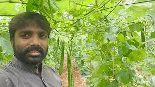 Manjunatha Hi-tech Nursery Faram 🌱 Known you seeds company 🌱Ridge Gourd craps🌱9740457338 9686289411
