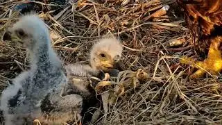 S05#99 #baldeagle | Review mother bird brings food to feed her chicks | bird nest with nature S05