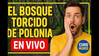 🔴 En Vivo: &ldquo;El Bosque Torcido de Polonia&rdquo; | Misterios y Curiosidades del Mundo 🌍✨ &ndash; CurioMundo