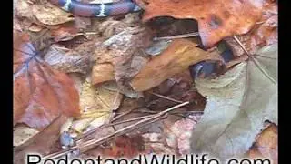 Rodent and Wildlife Specialist - Snakes (#2)