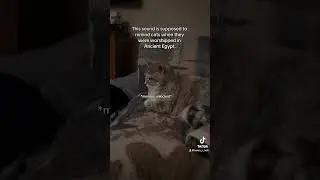 TikTok #1,256: Memory Unlocked 🐈 #aaronjholt #tiktok #filter #trending #viral #shorts #cats #egypt