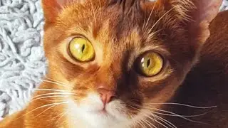 My lovely Abyssinian cat. Endless Love. 🐈🤗💕💕💕