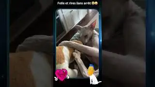 #shorts Moments dr&ocirc;les, blagues folles, r&eacute;actions, situations bizarres 😂🔥 #Rire #Blagues #Com&eacute;die