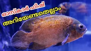 Oscar Fish keeping malayalam | oscar fish tank | oscar fish food |oscar fish caring | VjS Media