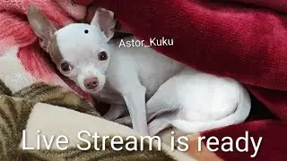 Astor_kuku  ,,Chihuahua cuteness #dogs #chihuahua #doglover