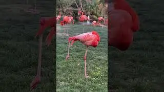 Flamingo #sleeping #viral #shorts