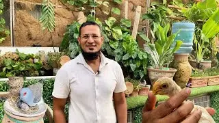 Ahsaan Bhai Ki Rooftop Open Birds Aviary | Natural & Beautiful Setup