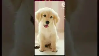 CUTE dog images #cutedog#images