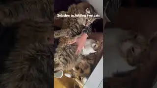 #Cats #Tabbycat #Tabby #CalicoCat #Cat #YouTubeCats #Pets #CutePets #CatVideos #catloversonly #viral