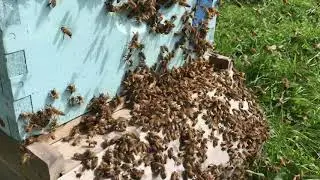 Swarm leaving hive