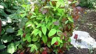 Dwarf Nandina 