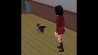 Sims cat, Breakdancing on mkwii Rainbow road