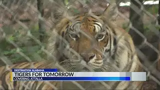 Destination Alabama: Tigers for Tomorrow