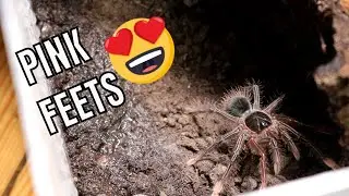 The Teeny GOLIATHS! Theraphosa apophysis & Theraposa blondi