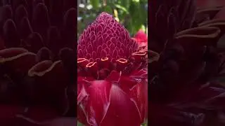 Red torch ginger in Hawaii #hawaii #redtorchginger #tropicalplants #flowers #ginger #nature