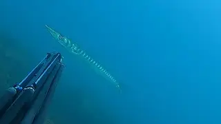 Pesca sub primo pesce del 2020 Barracuda 4,5 kg