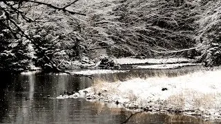 Bosques invernales - Rusia