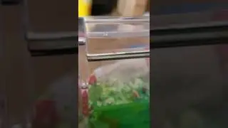 Ant Farm ants started dismembering and burying their dead