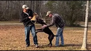 ASC’s Goose at 13 months (American Sentinel bandog)