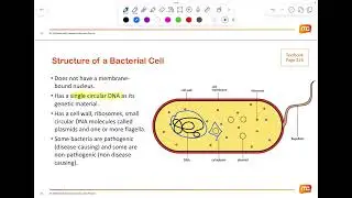 [Crash Course] O and N level Biology (11 Infectious Disease Part 2)