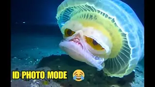 This Jellyfish Looks Like It's Posing For a Passport Photo