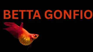 Betta gonfio - cause e rimedi