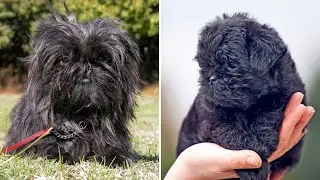 САМАЯ МАЛЕНЬКАЯ ПОРОДА СОБАК В МИРЕ! 🐕✨ Вы НЕ ПОВЕРИТЕ, НАСКОЛЬКО МАЛЕНЬКИЙ ЭТОТ АФФЕНПИНШЕР!