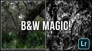 How I Turned This Forest Photo Into Black and White Magic!