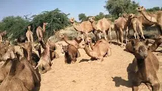 Camel 🐪 milk video 📷|| Camel life| Camel life Camel shorts