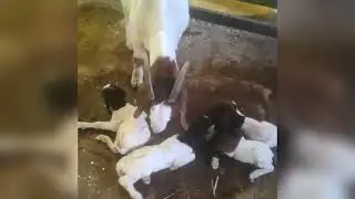 African boer goat Top Quality kids available here 7208129927