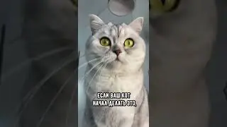 If your cat starts doing this, take him to the vet immediately #cat #cats #shorts