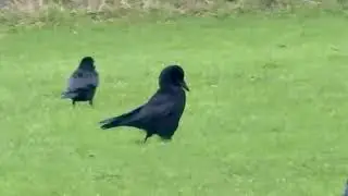 I saw a Beautiful Raven today 