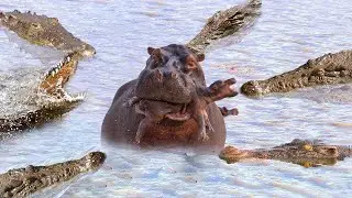 The Hippo Intervention Interrupts The Crocodile Pursuit Of Prey And Frees The Wildebeest