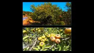 Pyrus amygdaliformis  syn. Pyrus spinosa  by Theo
