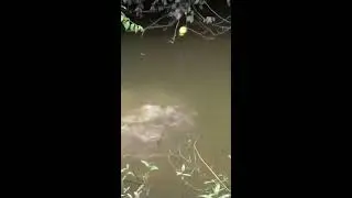 Fishing in Hidden Jungle Pools &ndash; Secret Spot Uncovered!  #Fishing #BushcraftGirl