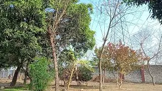 Gentle Wind & Birds Chirping 🌿 | Pure Nature Sounds | Relaxing Tree Ambience
