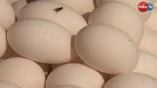 Eggs' Price Rocket-high In Odisha