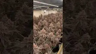 The Best LED Grow Lights for Cannabis Cultivation | Flexstar