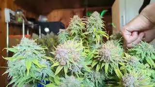 cannabis trimming , Sundae Driver