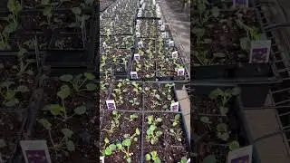 Planting Pansies
