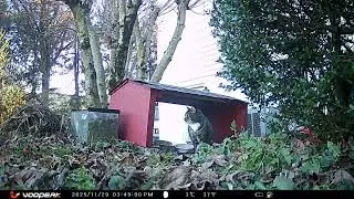 Backyard Chronicles  Stray Cats and Nocturnal Visitors at the Food Bowl 20251201 J