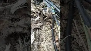Funny mice nest female #mouse #matingseason