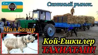 МАЛ БАЗАР СКОТНЫЙ РЫНОК #тахиаташ#каракалпакистан#бахалары#цены#кой#кошкар#ешки#ылак#козы#малбазар