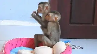 Cool Time Of Baby Monkey Ploy Crying Alone Waiting Mom Return Back Market
