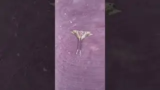 Actias Maemas /Malaysian Moon Moth#shot #short /// MTB///VLOGS.