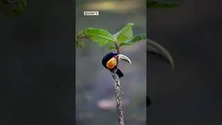 An amazing  red - breasted toucan...