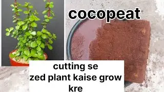 ZZ Plant Propagation from Stem Cuttings | Easy & Fast Method!&rdquo;#trending #viral
