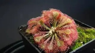 Drosera tokaiensis
