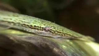 Acestridium colombiensis